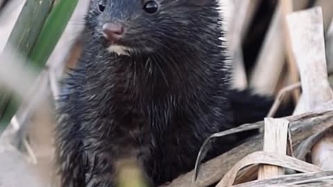 American mink hunting in a marsh