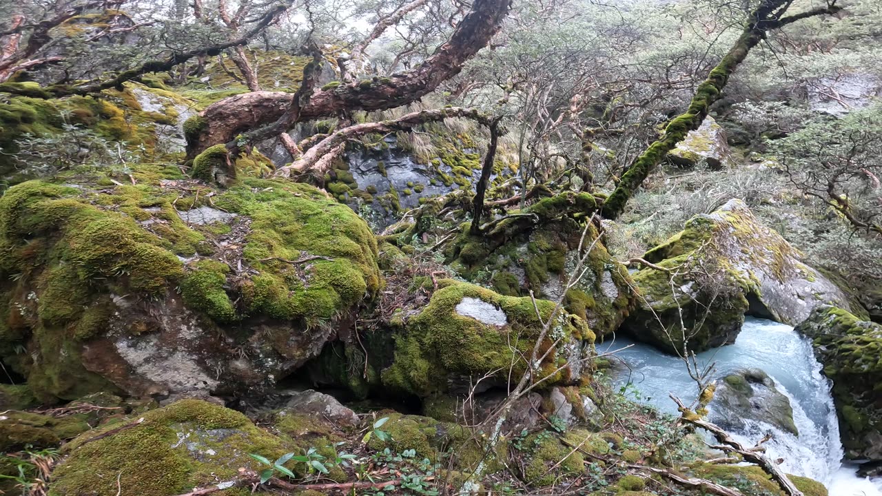 Moss-covered forest in Huaraz, Peru