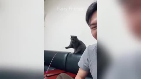 funny videos