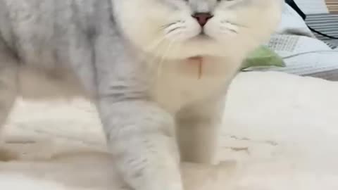 Cat funny kitty ❤️🐱