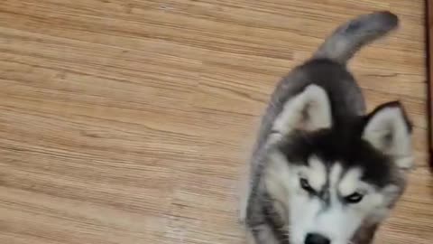 Throwback to this husky puppy demanding food!! 🤤