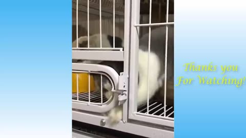 Top Funny Cat Videos of The Weekly - TRY NOT TO LAUGH #17 _ Pets Garden