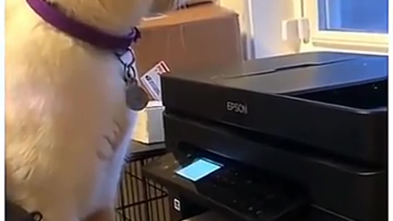 Funny Animals ( Short vid )