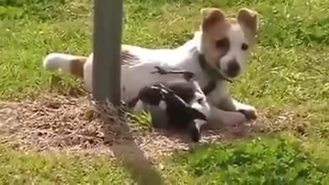 Animal playing