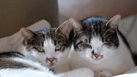 Fun Fact About Cats