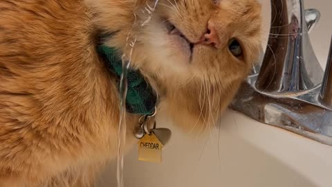 Drinking Water Confuses Orange Cat