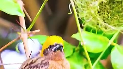 Amazing builder bird