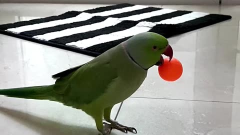Smart Parrot Clover Likes to Play (Part 2) 🥳🤣🏀