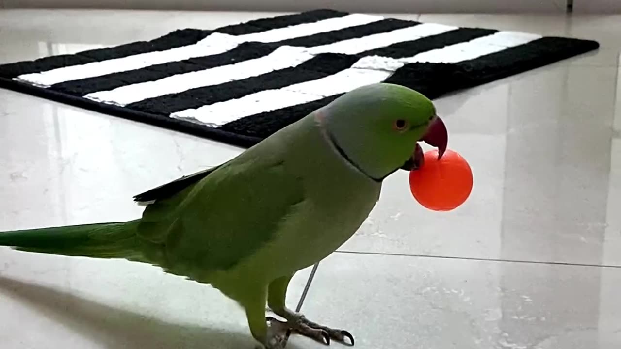 Smart Parrot Clover Likes to Play (Part 2) 🥳🤣🏀