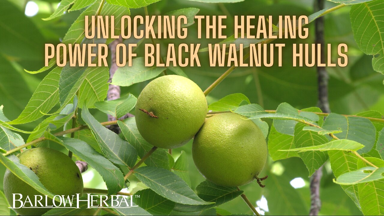 The Health Benefits of Black Walnut Hulls