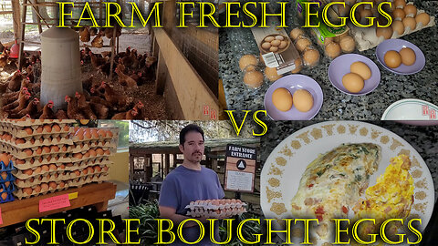 Stop! Don't Buy Eggs Until You Watch This.