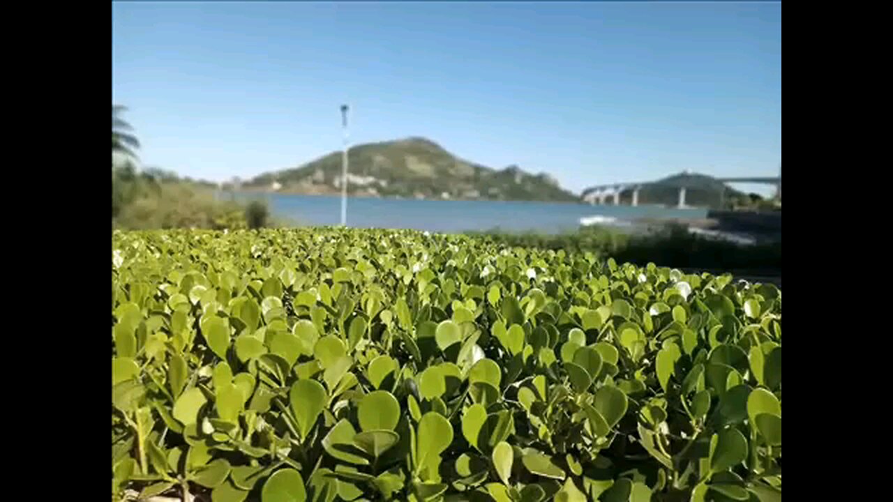 Novo Cântico