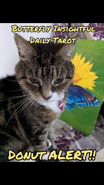 Butterfly Insightful Daily Tarot - Donut wants to help today!