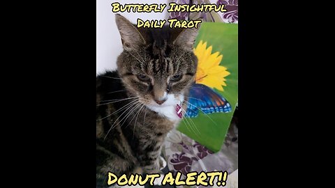 Butterfly Insightful Daily Tarot - Donut wants to help today!