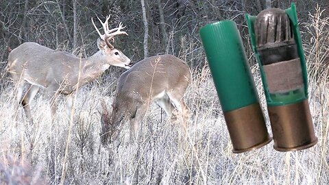 12 GAUGE SHOTGUN SLUG VS DEER!