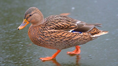 Female Arctic Mallard Ducks Paddling on Ice