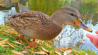 Mallard Duck Hen Comes Back for Rice Again and Again