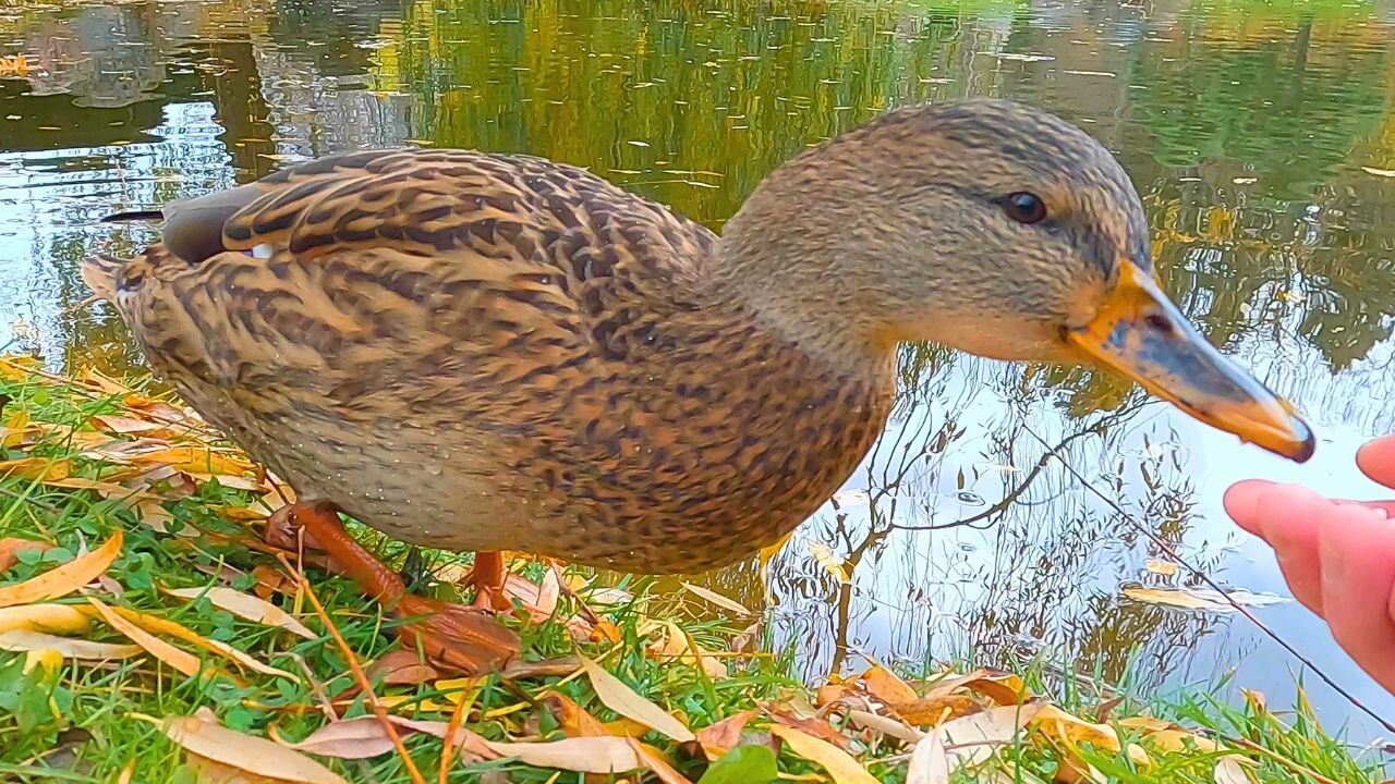 Mallard Duck Hen Comes Back for Rice Again and Again