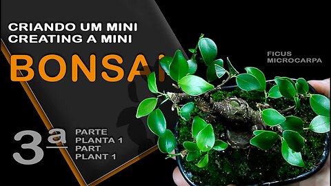 Criando um mini Bonsai parte 3a: Bonsai SP