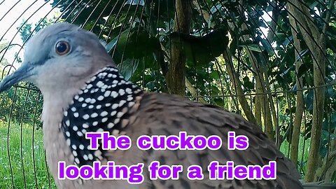 The cuckoo is looking for a friend
