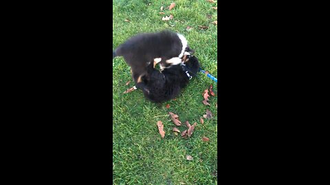 Benson the Bernese Mountain Dog puppy wrestling with an Australian Shepherd puppy