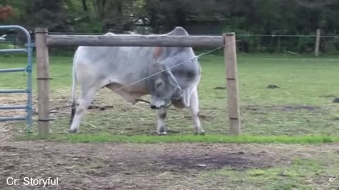 FUNNIEST Dog, Cat and Animal