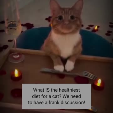 We need to have a frank discussion about cat food!