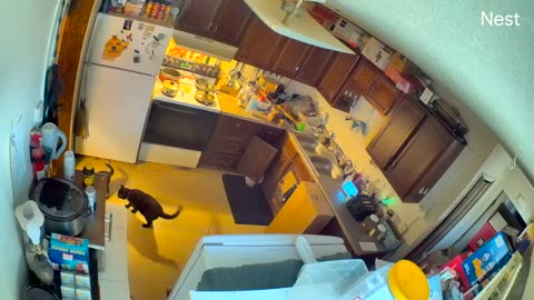 Cats at Play