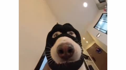 Thief mod