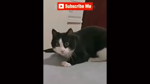 Funny animal clips to brighten your day 🤣🤣