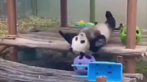 How pandas clean their house..