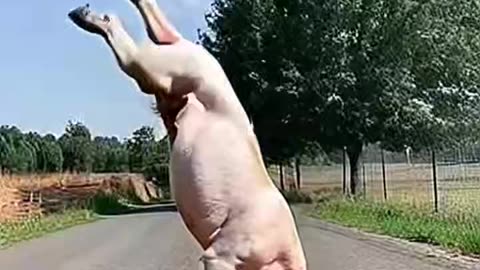 "The unseen pig doing a headstand performance; spectacular."