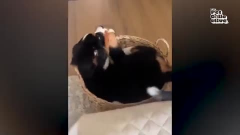 The FUNNIEST Pet Videos of the year! 🤣 | BEST Compilation