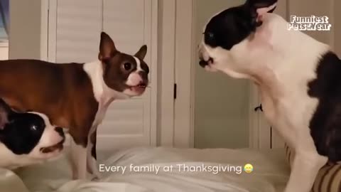 The FUNNIEST Pet Videos of the year! 🤣 | BEST Compilation