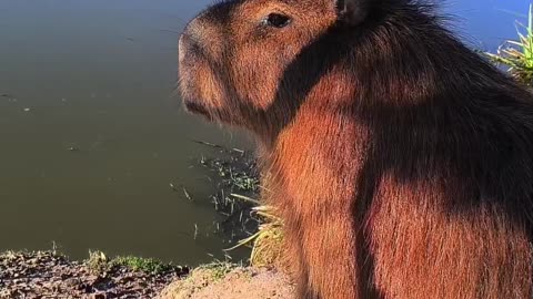 Capybara - The rodents