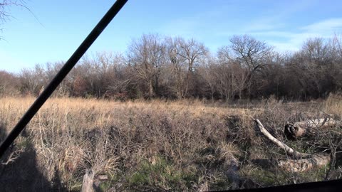 12 GAUGE SHOTGUN SLUG VS DEER!