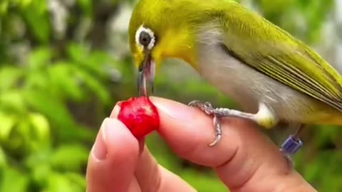 The lucky bird was rescued and adopted by a family.