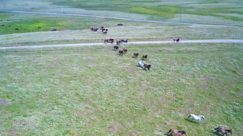 Les Chevaux