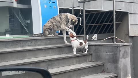 Stray Dog Just Wants to Make a Friend