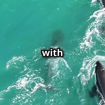 Orca vs Great White Shark_ Apex Predator