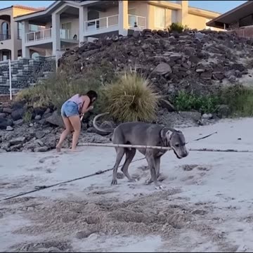 DOG #shorts #114 #dog #failscompilation #funnyclip #failcompilation #fail #funny #dogs #dogfail