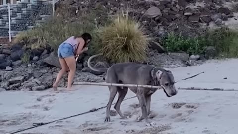 DOG #shorts #114 #dog #failscompilation #funnyclip #failcompilation #fail #funny #dogs #dogfail