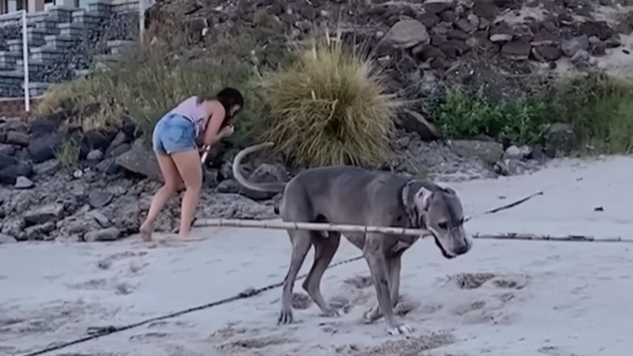 DOG #shorts #114 #dog #failscompilation #funnyclip #failcompilation #fail #funny #dogs #dogfail