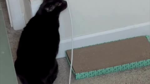 Cute Precious Piper Checks the Electrical Connection - Adopting a Cat from a Shelter Vlog #shorts