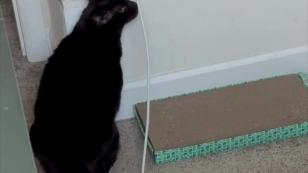 Cute Precious Piper Checks the Electrical Connection - Adopting a Cat from a Shelter Vlog #shorts