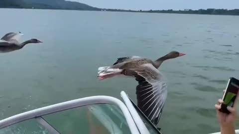 Majestic Birds in Flight: Soaring Through the Sky