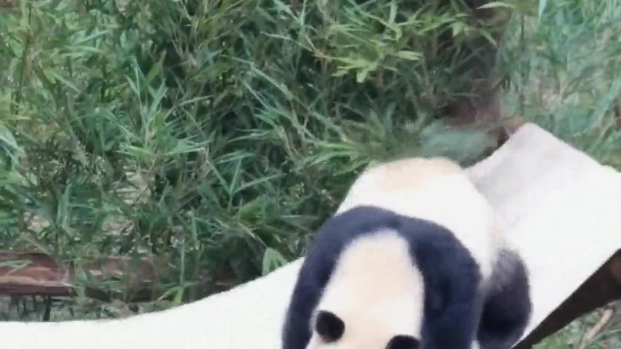 The panda reacts very quickly.