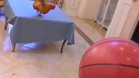 "The Well-Behaved Cat's Ball Game Match with the Rooster"