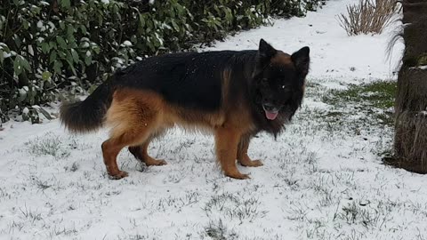 Snow Wolf