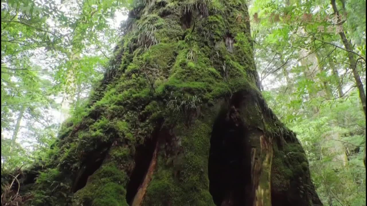 捜索4年！ 屋久島“伝説の超巨大杉”完全版